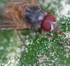 Phaonia subventa